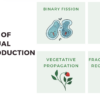 Asexual Reproduction - Image 3